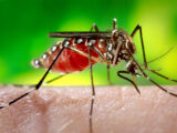 How Do Mosquitoes Suck Blood? Unveiling the Mechanics of Mosquito Feeding