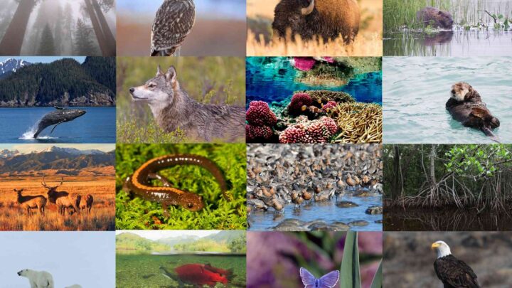 Wildlife Conservation: Protecting Earth’s Precious Biodiversity