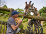How To Feed Giraffes?