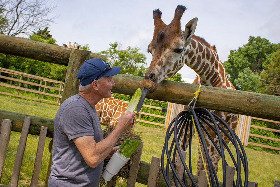 How To Feed Giraffes?