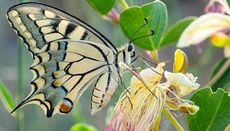 Unveiling the Fascinating Feeding Habits of Butterflies
